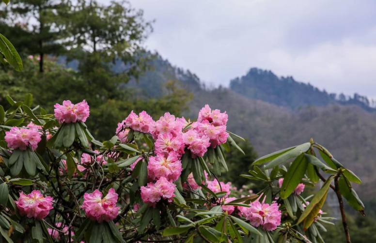 镇安春季赏花经济：花海绘就乡村振兴新画卷——樱桃花、杜鹃花“双花齐放”激活县域文旅消费新动能